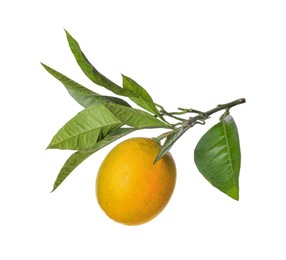 Photo of Lemon tree branch with fruit and leaves on white background