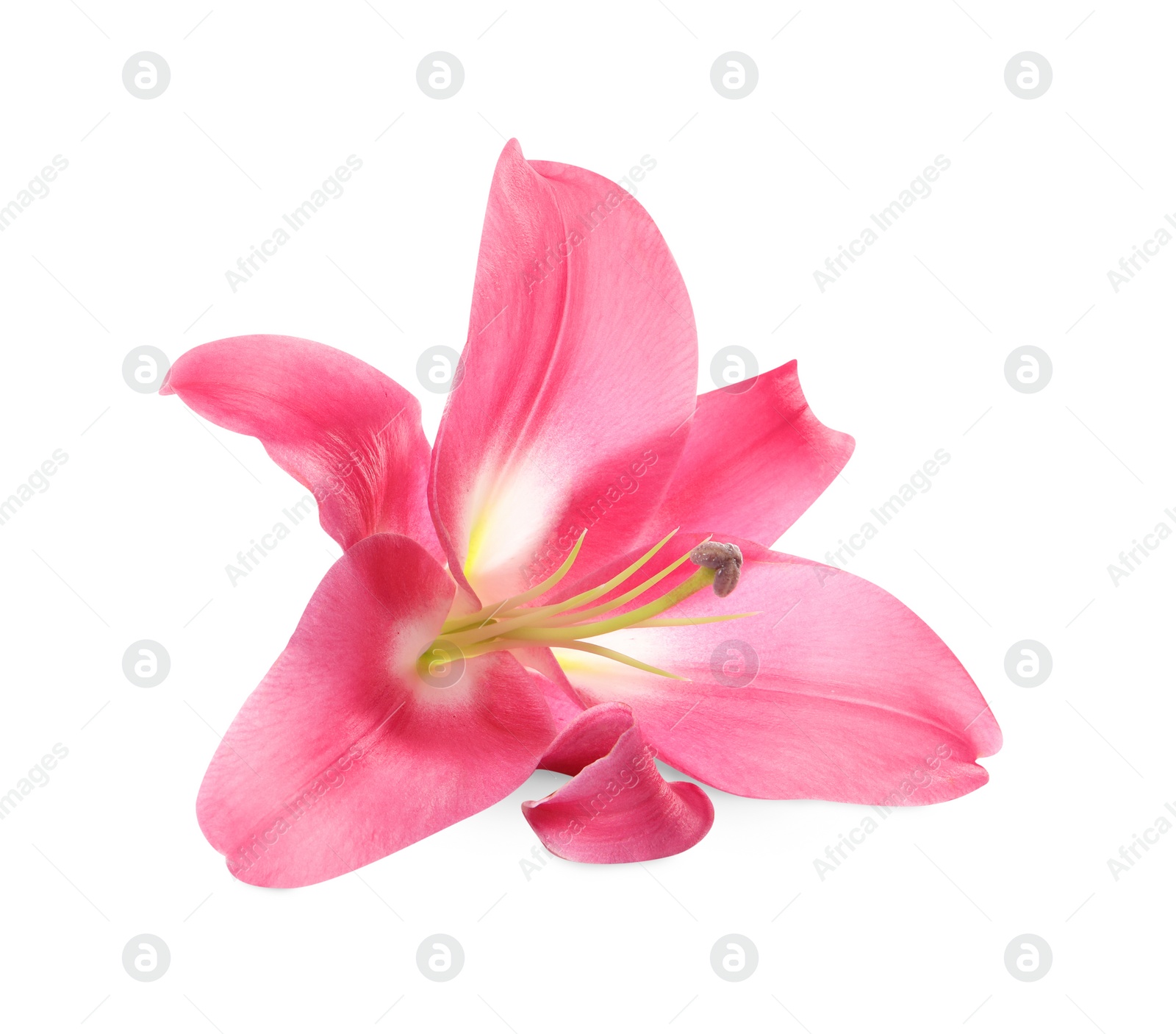 Photo of Beautiful pink lily flower isolated on white