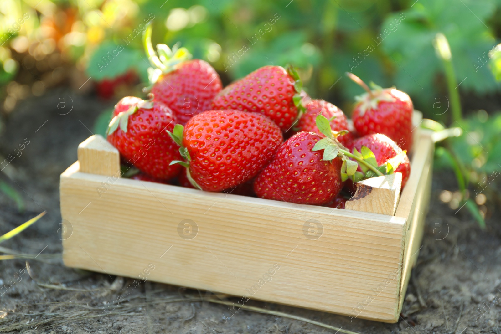 Photo of Delicious ripe strawberries in small wooden crate outdoors, closeup