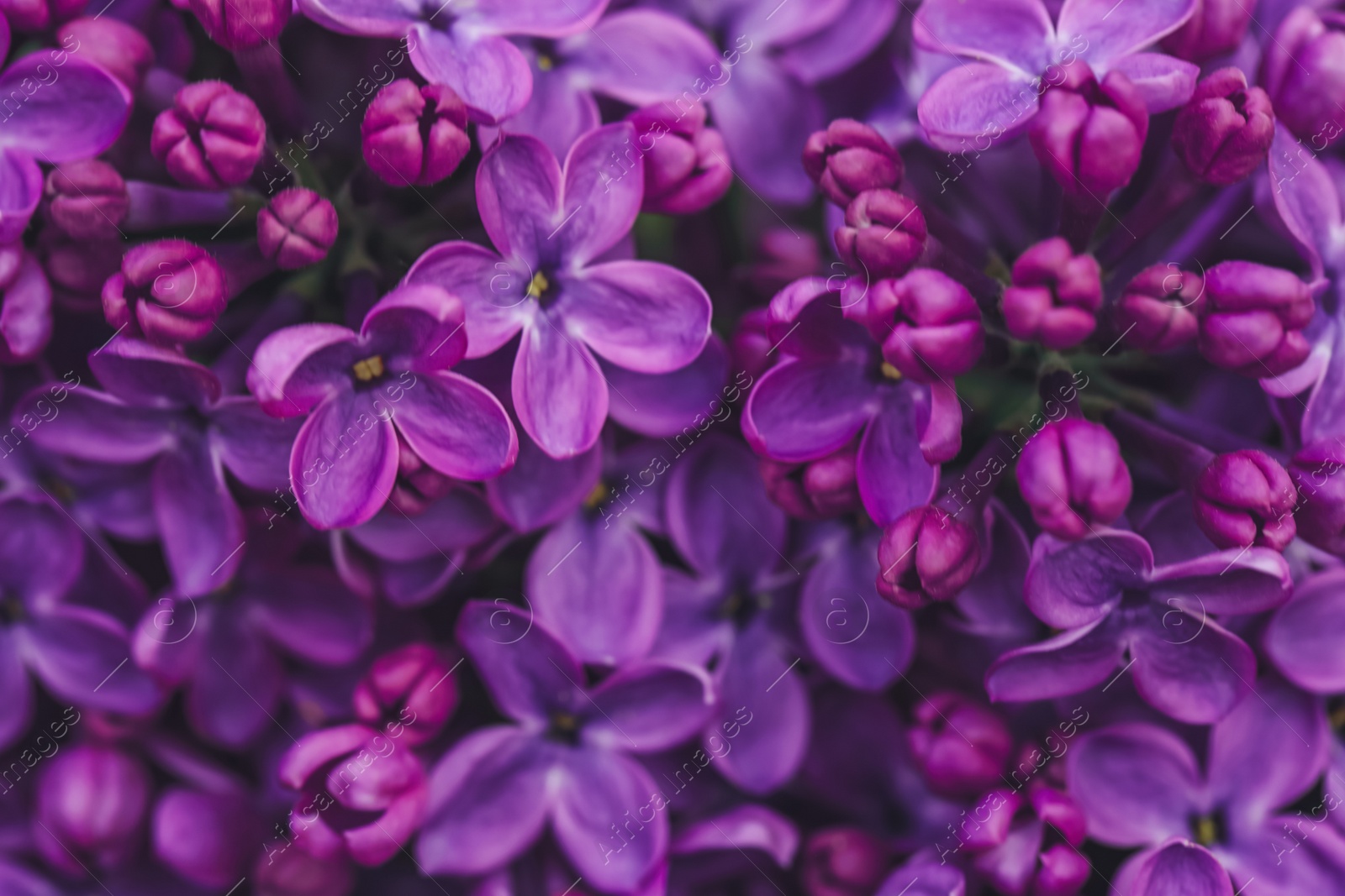Image of Closeup view of beautiful blossoming lilac flowers as background
