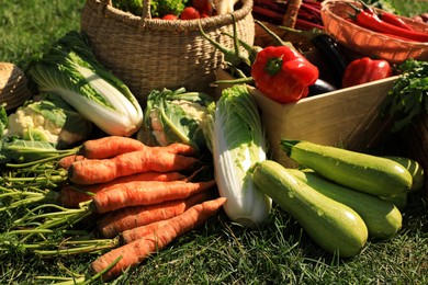 Photo of Different fresh ripe vegetables on green grass