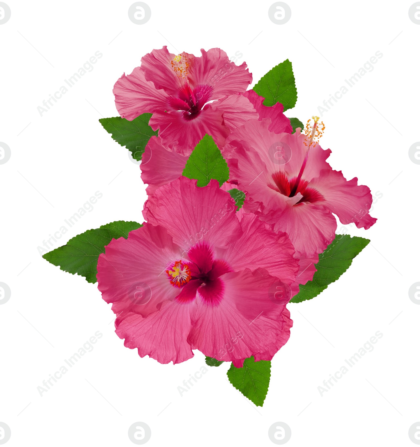 Image of Beautiful tropical hibiscus flowers isolated on white