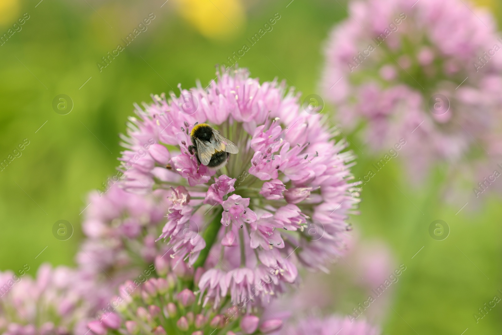 Photo of Honeybee collecting pollen from beautiful flower outdoors, closeup