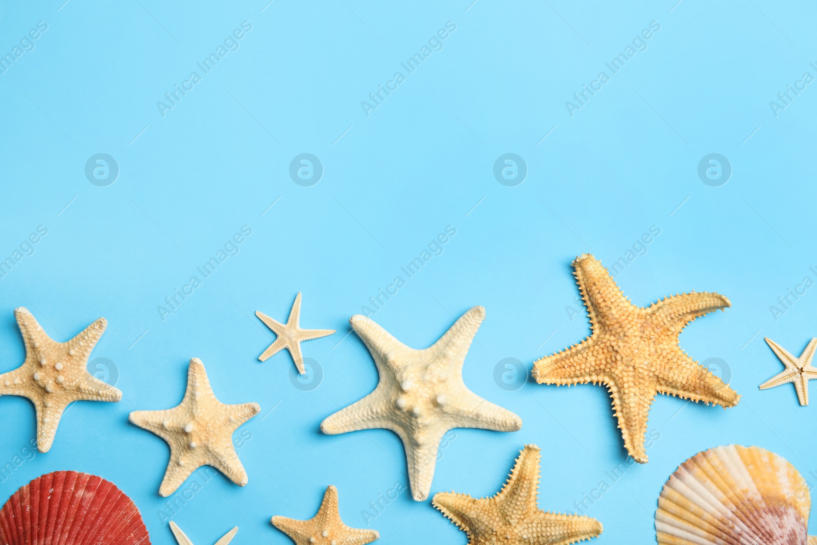 Photo of Beautiful sea stars and shells on light blue background, flat lay. Space for text