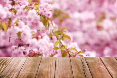 Image of Empty wooden surface and beautiful blossoming sakura tree on background