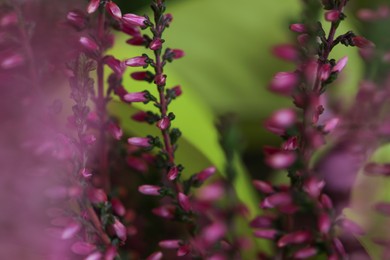 Heather twigs with beautiful flowers, closeup view