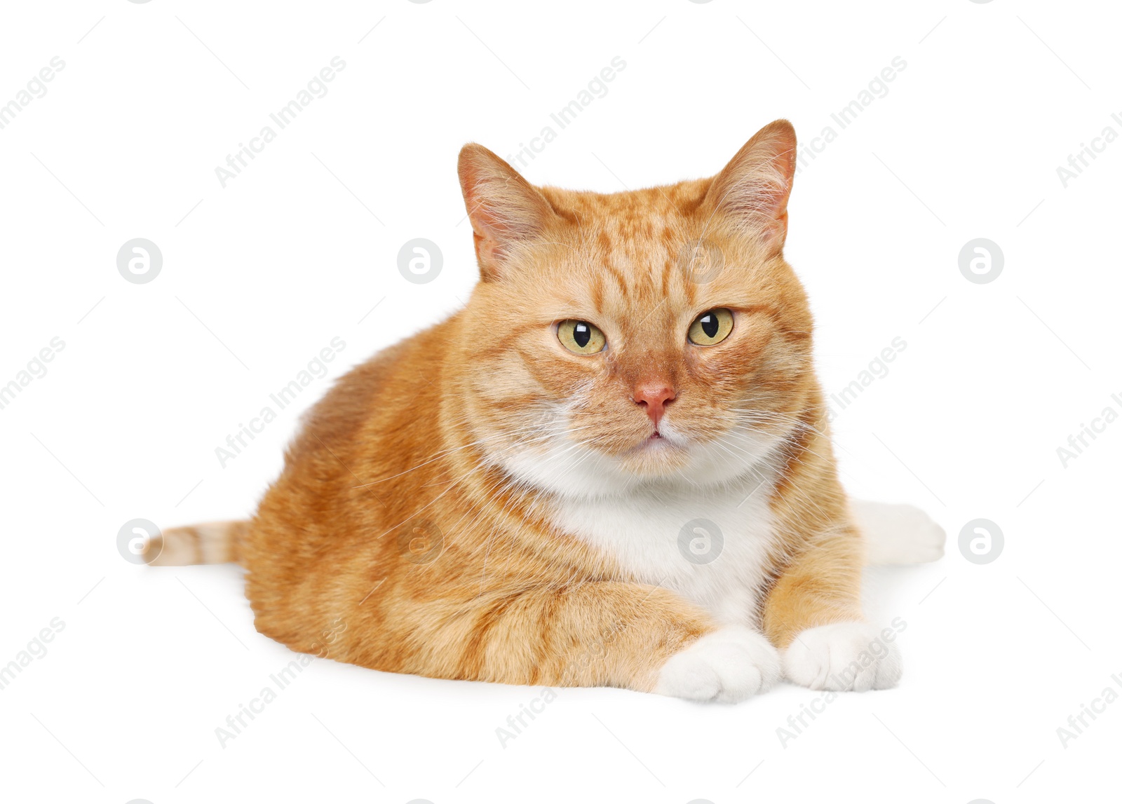 Photo of Cute ginger cat on white background. Adorable pet