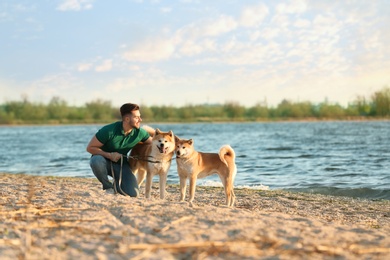 Young man walking his adorable Akita Inu dogs near river