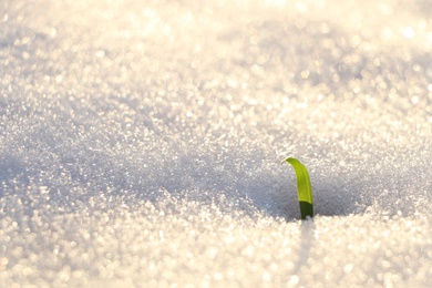 Photo of Beautiful green grass growing through snow. First spring plant