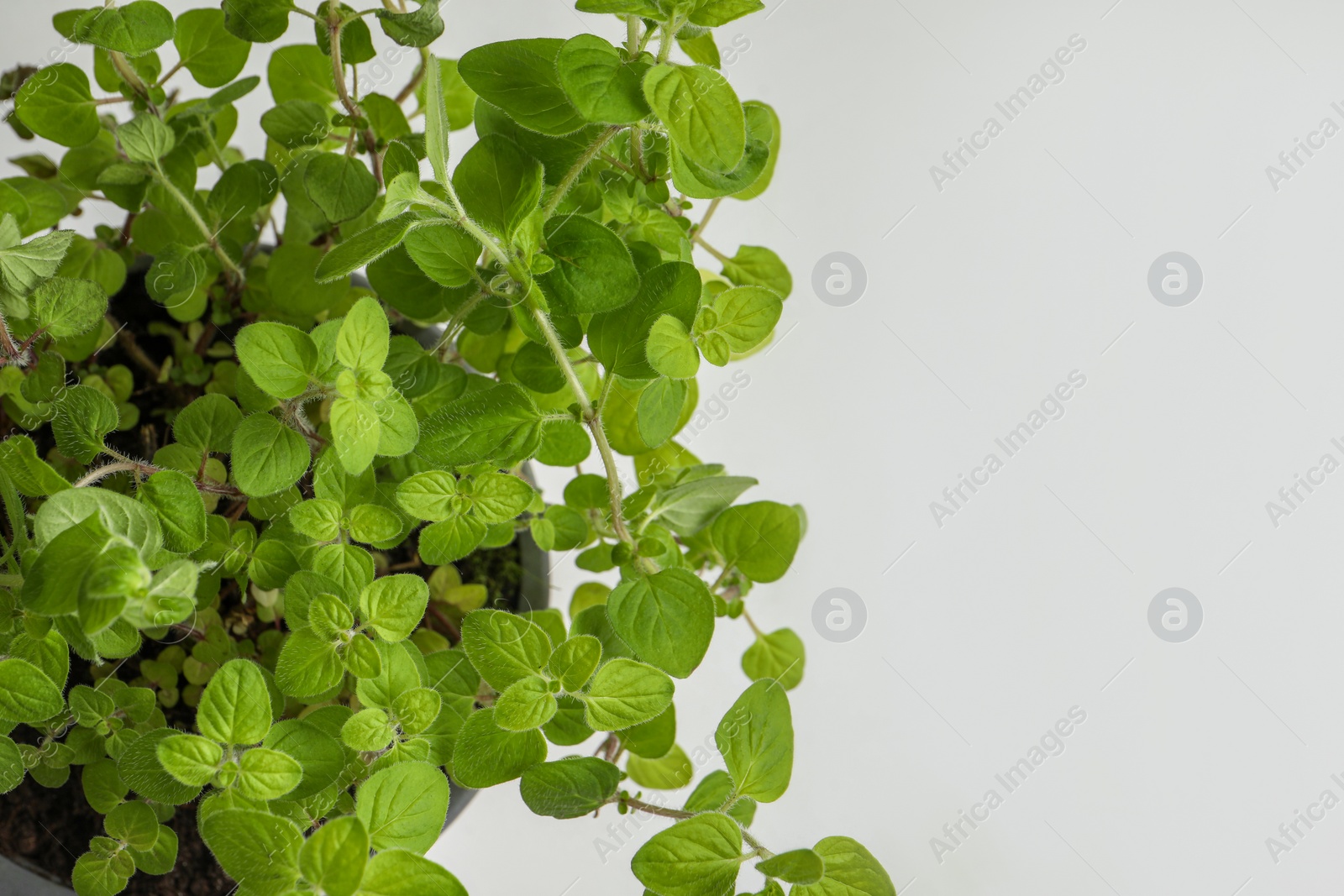 Photo of Aromatic potted oregano on white background, above view. Space for text