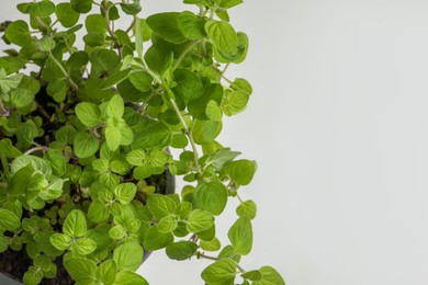 Aromatic potted oregano on white background, above view. Space for text