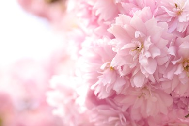 Photo of Beautiful pink sakura blossom on blurred background, closeup. Space for text