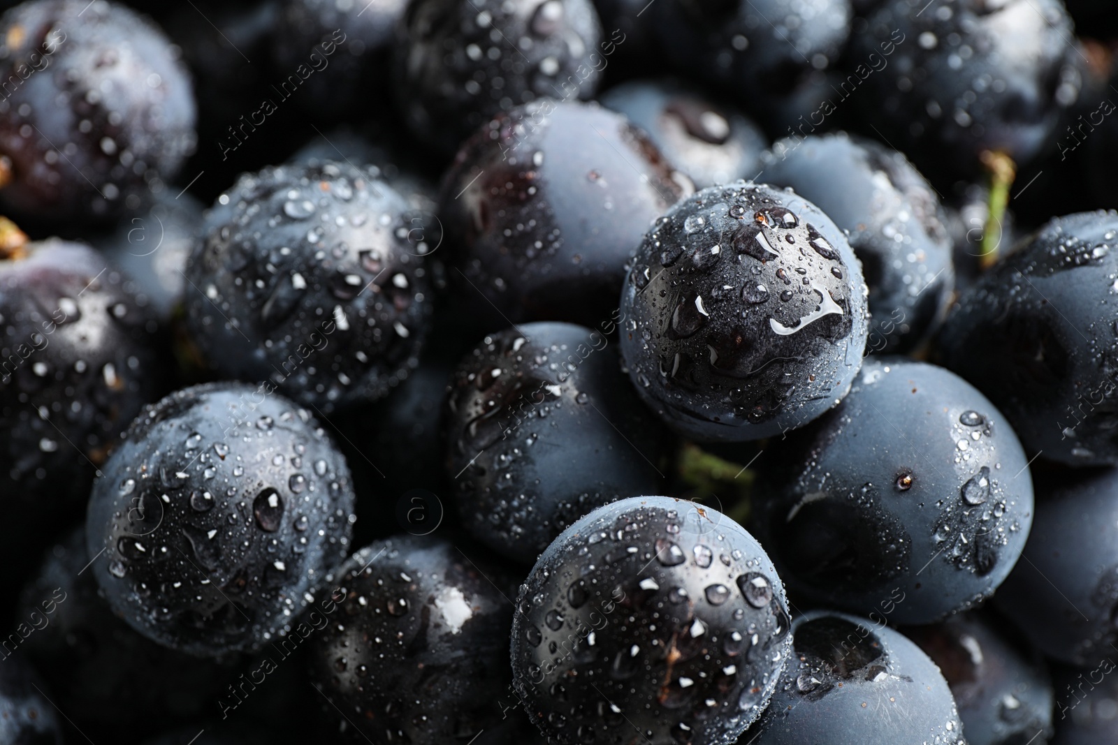 Photo of Fresh ripe juicy black grapes as background, closeup view