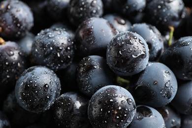 Fresh ripe juicy black grapes as background, closeup view