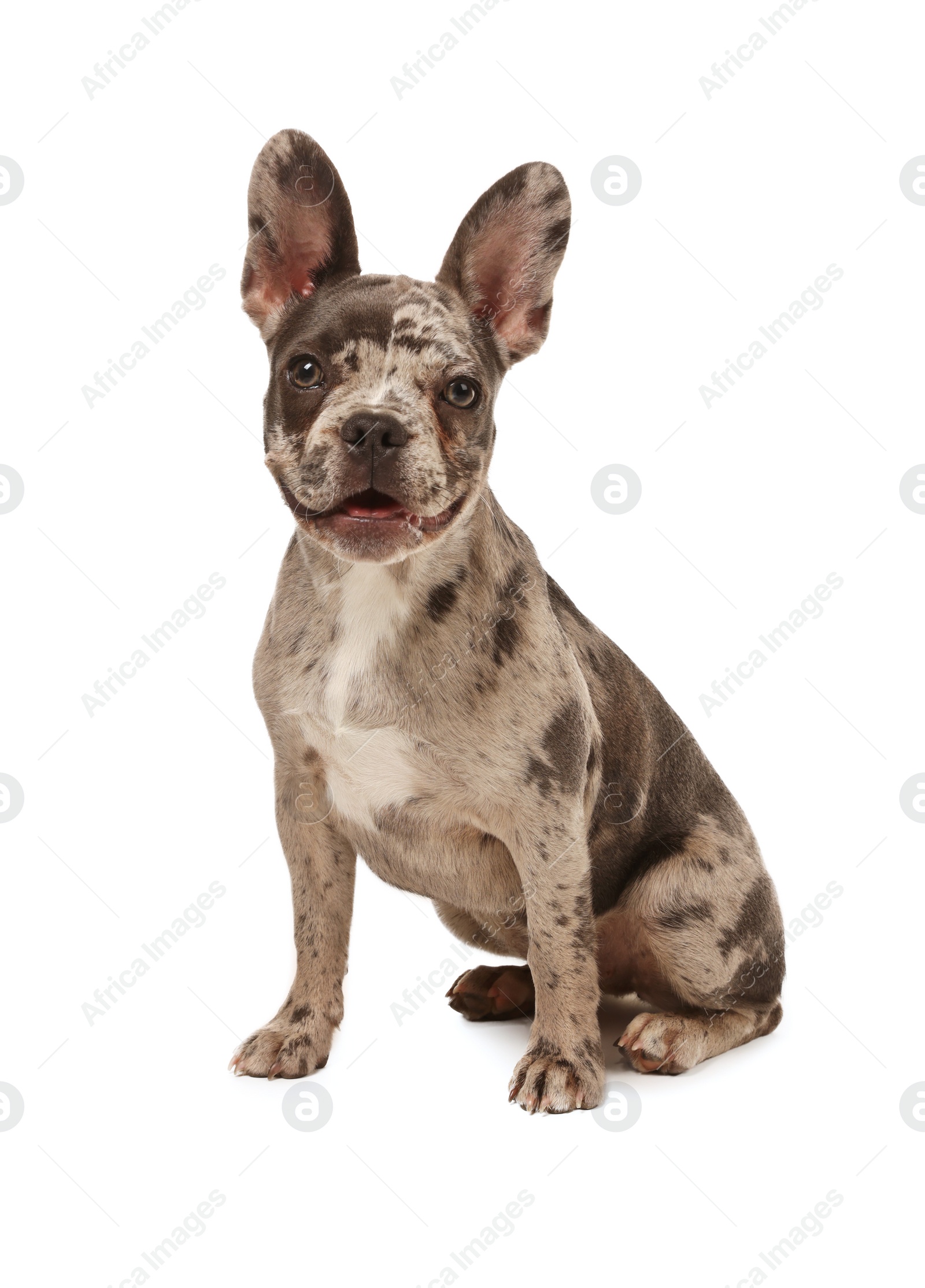 Photo of Cute French Bulldog sitting on white background