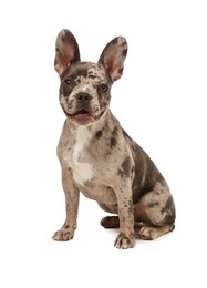 Photo of Cute French Bulldog sitting on white background