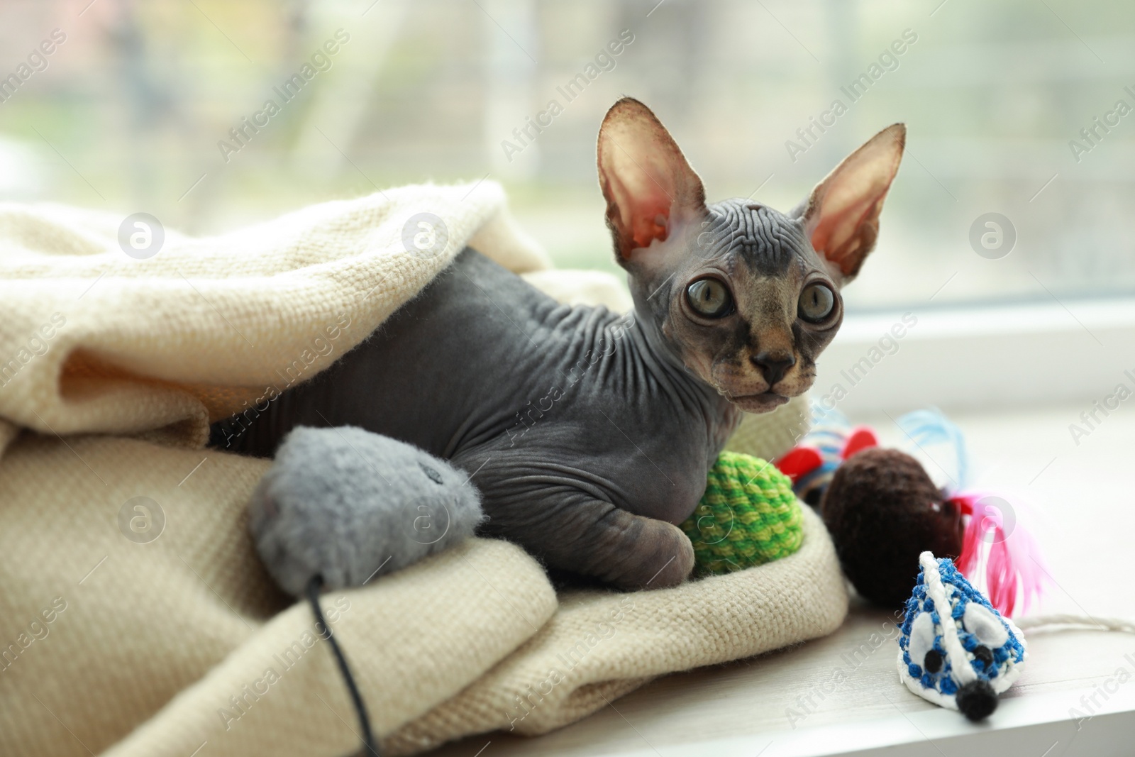 Photo of Adorable Sphynx kitten playing with toys near window at home. Baby animal