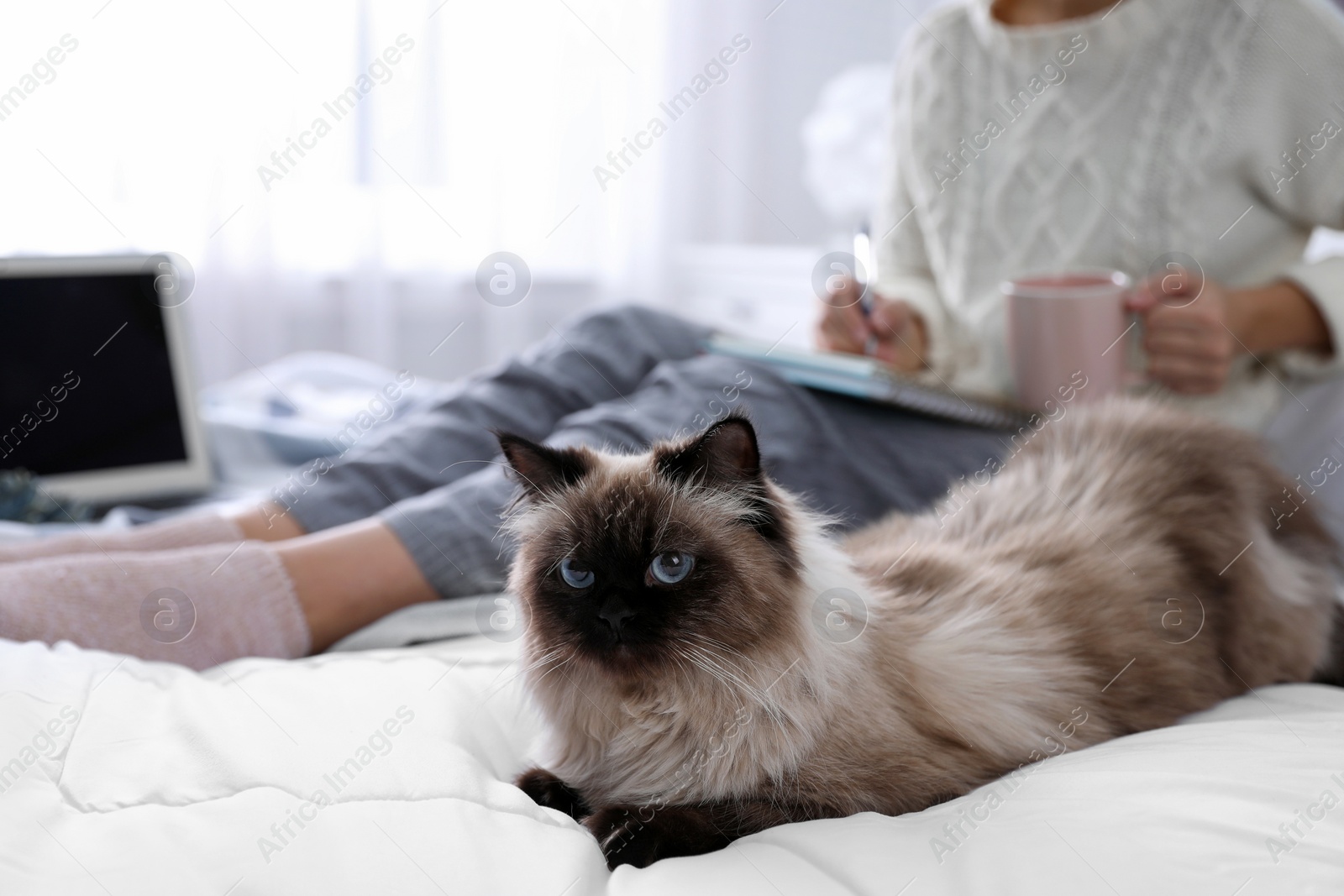 Photo of Woman with her cute Balinese cat on bed at home, closeup. Fluffy pet