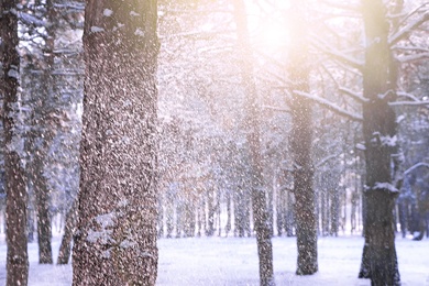 Image of Amazing winter morning. Beautiful forest covered with snow