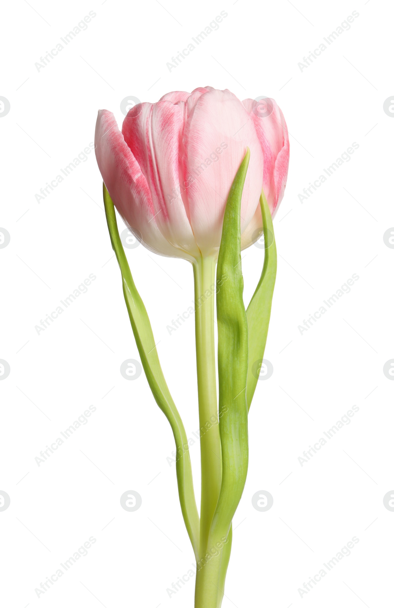 Photo of One beautiful tulip flower isolated on white