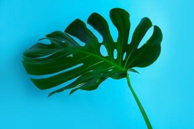 Photo of Beautiful monstera leaf on light blue background. Tropical plant