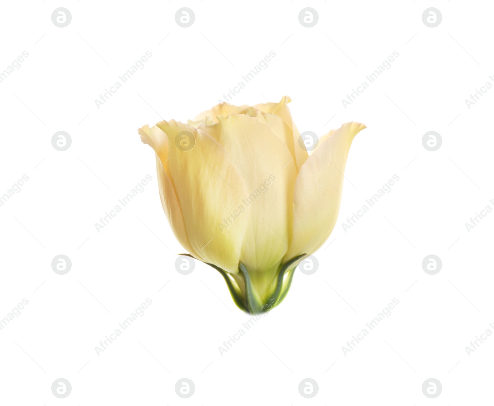 Photo of Beautiful fresh Eustoma flower on white background