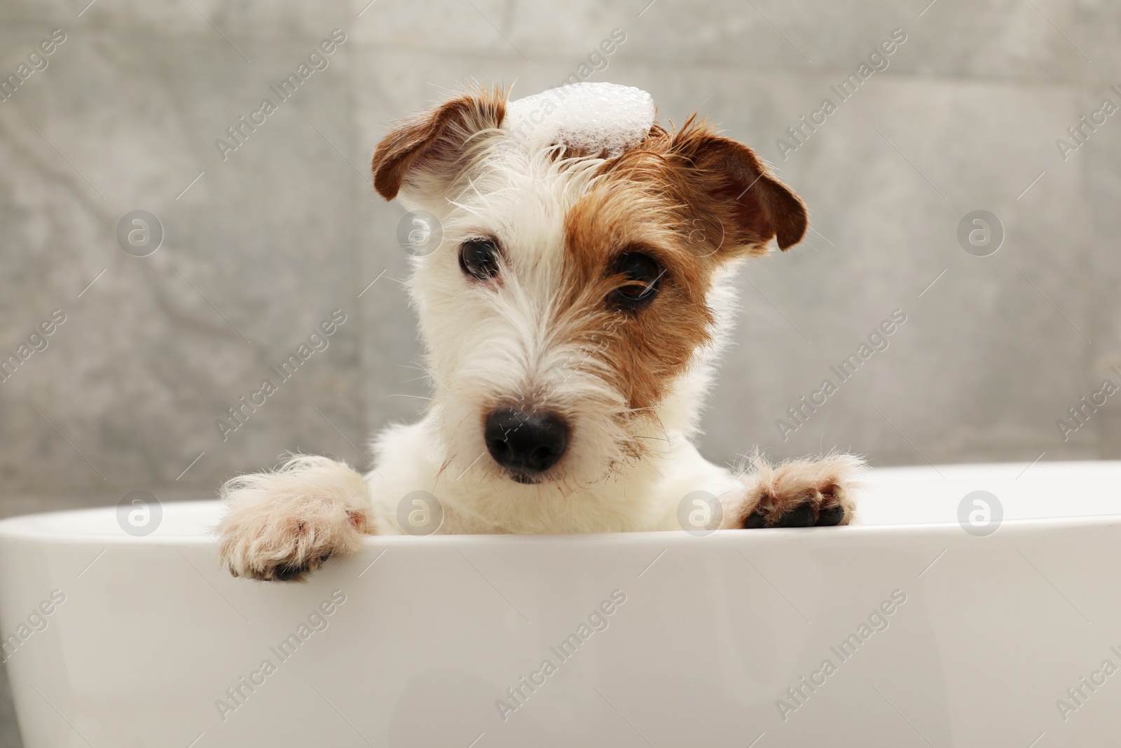 Photo of Portrait of cute dog with shampoo foam on head in bath tub indoors