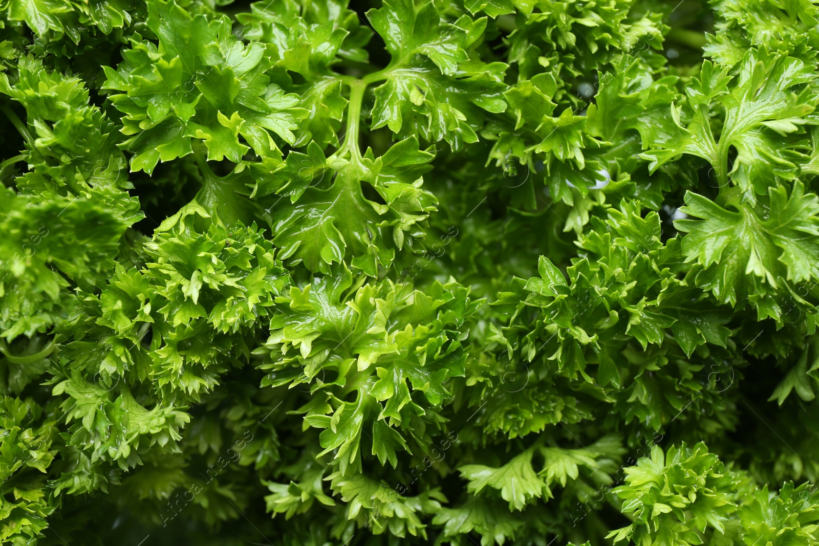 Photo of Fresh green curly parsley as background, closeup