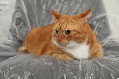 Cute ginger cat resting in armchair covered with plastic film indoors, closeup