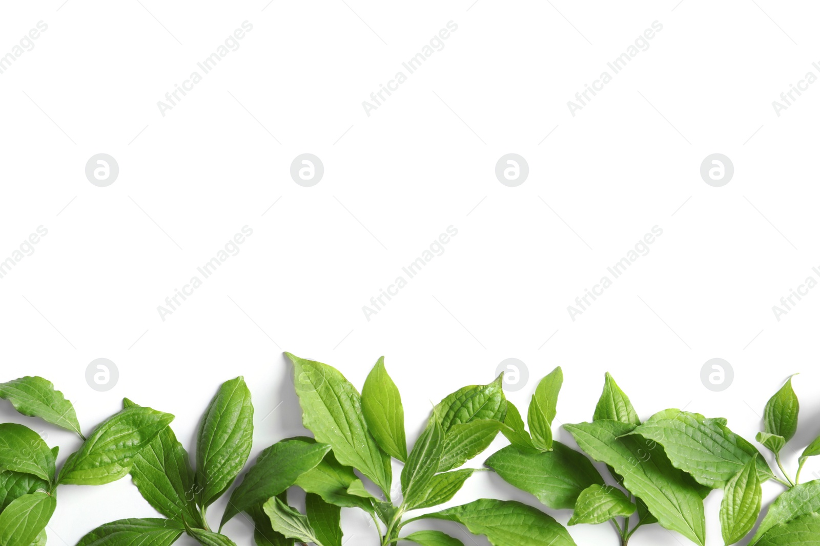 Photo of Beautiful spring green leaves on white background, top view