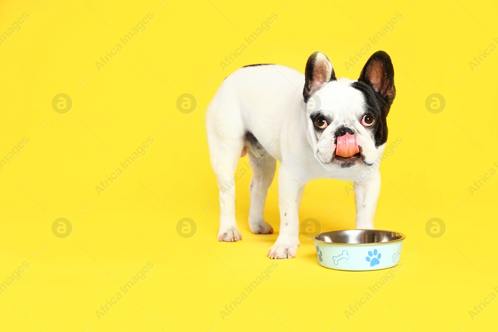 Photo of French bulldog eating food from bowl on yellow background. Space for text