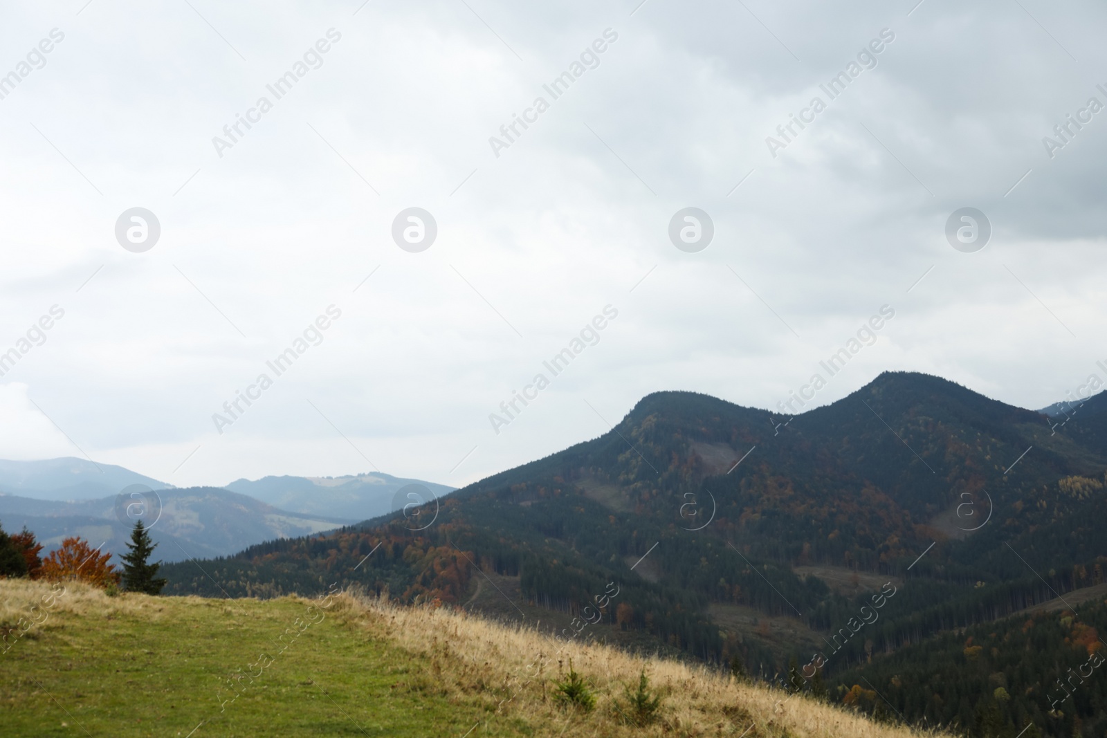 Photo of Picturesque view of beautiful mountains with conifer forest