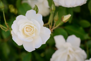 Photo of Beautiful blooming rose bush outdoors, closeup view