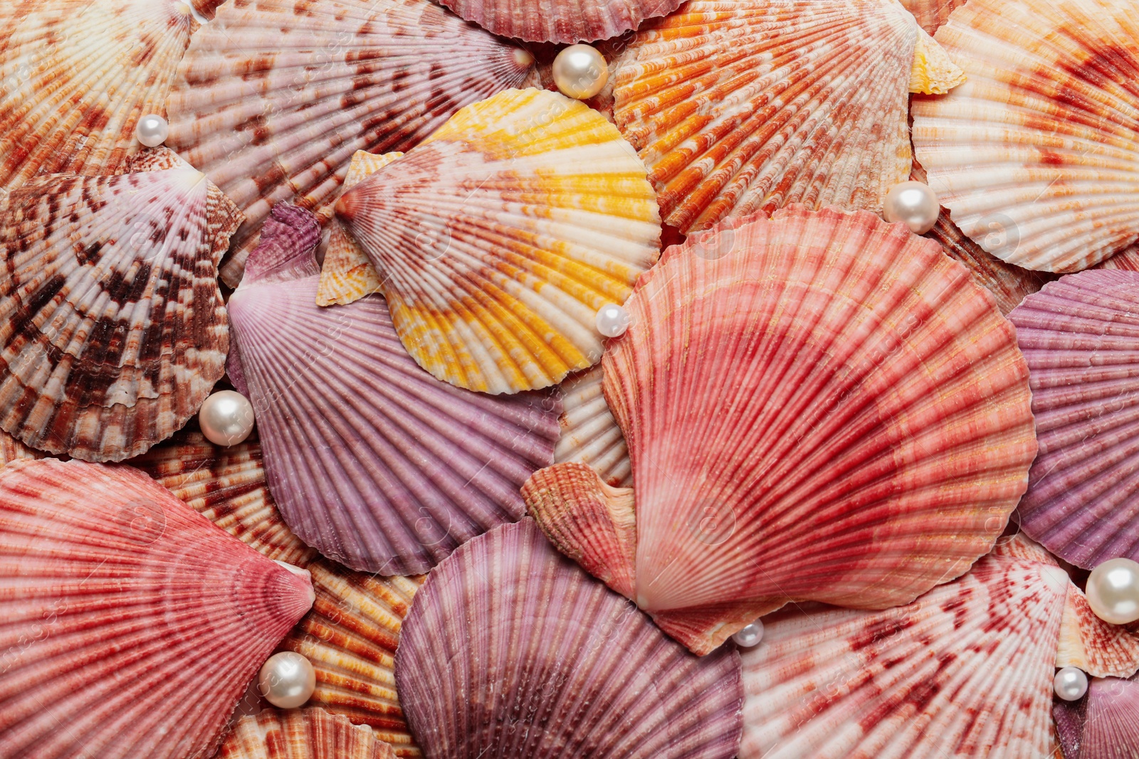 Photo of Beautiful sea shells and pearls as background, top view