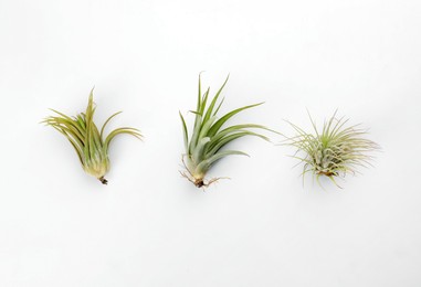 Photo of Beautiful tillandsias on white background, flat lay. Exotic houseplants