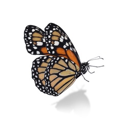 Image of Beautiful bright monarch butterfly on white background