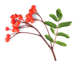 Bunch of ripe rowan berries with green leaves on white background, top view