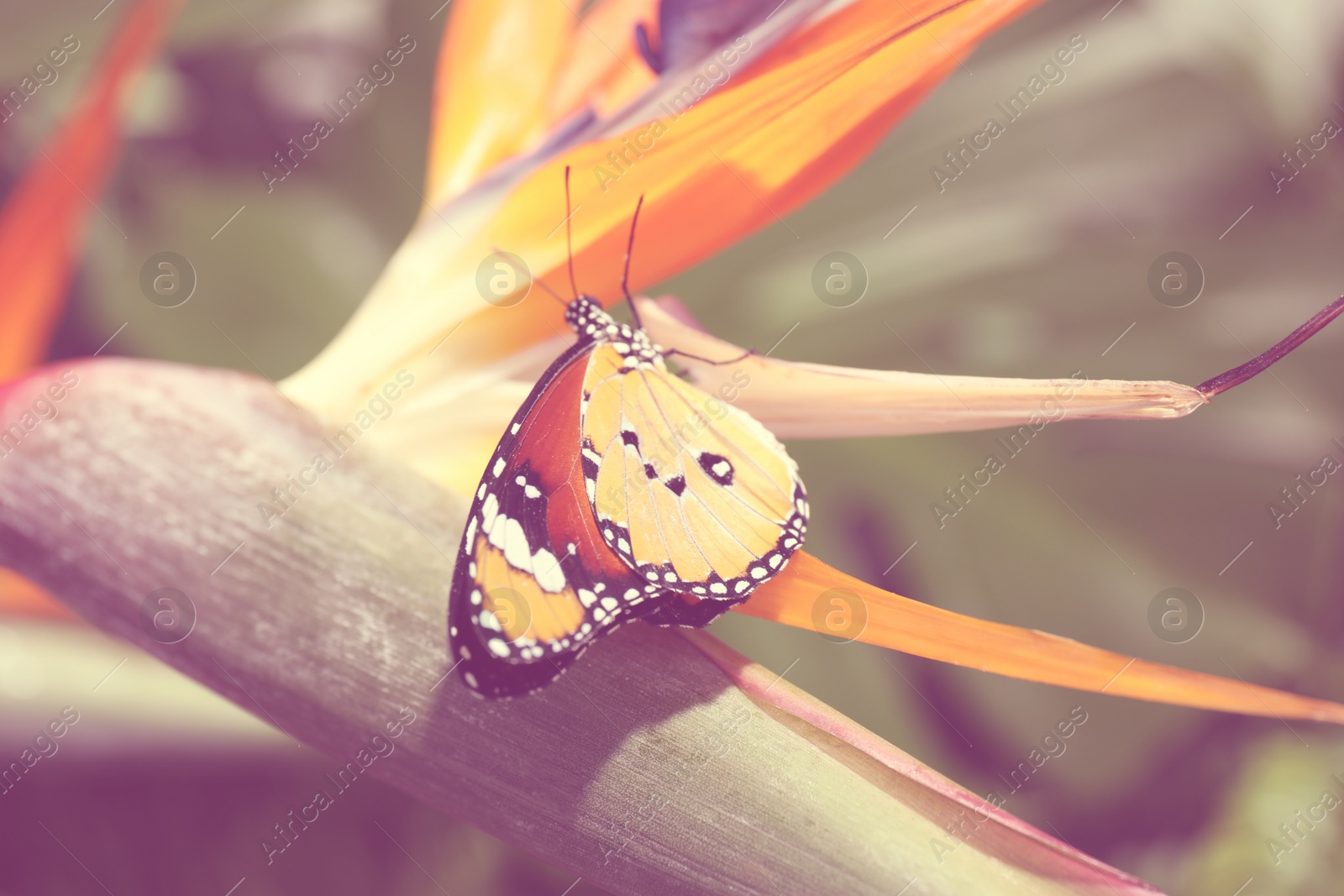 Photo of Beautiful painted lady butterfly on flower in garden