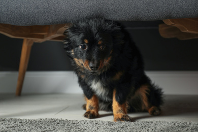 Photo of Stressed dog hiding under sofa. Domestic violence against pets