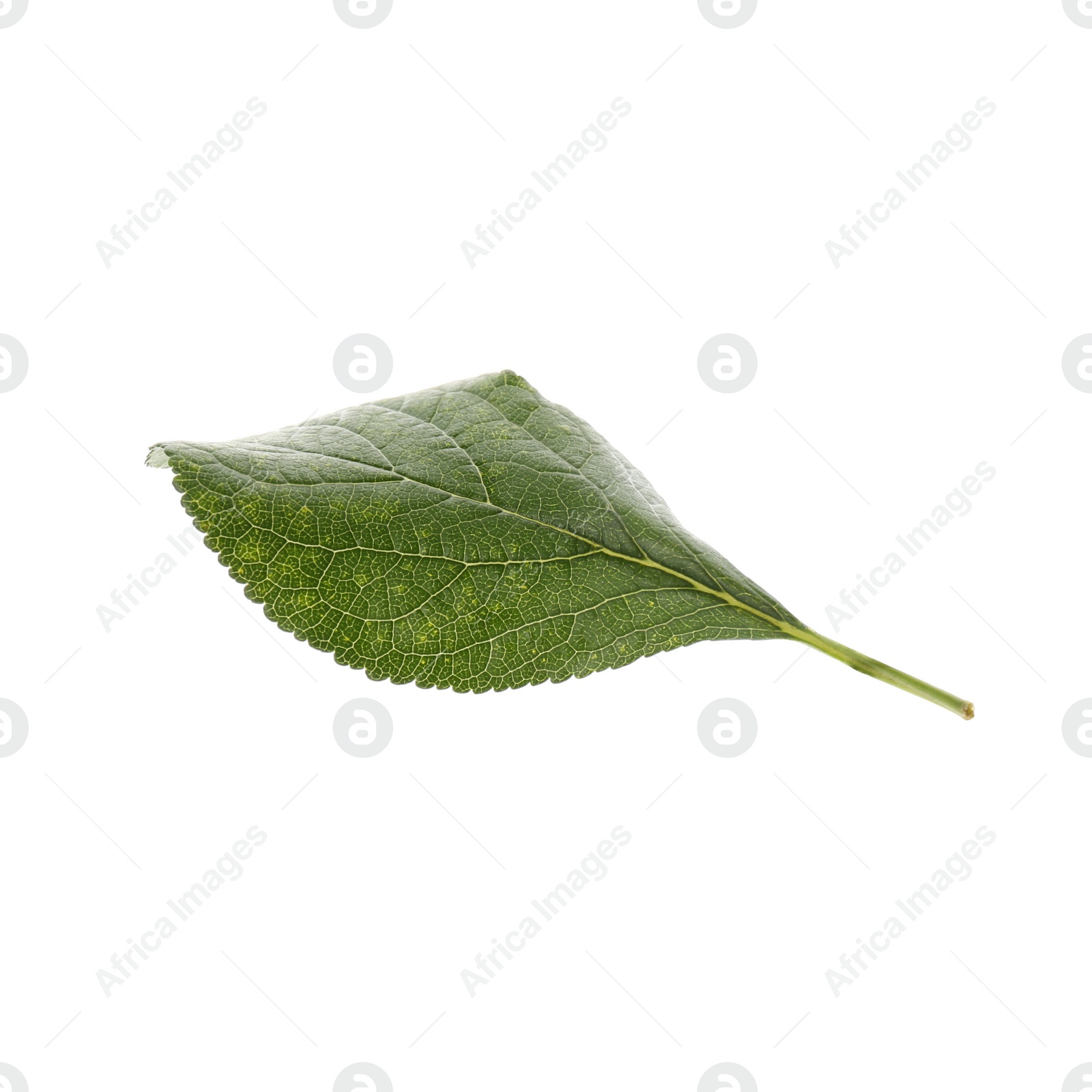 Photo of Fresh green plum leaf isolated on white