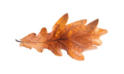 Photo of Autumn season. One dry oak leaf isolated on white