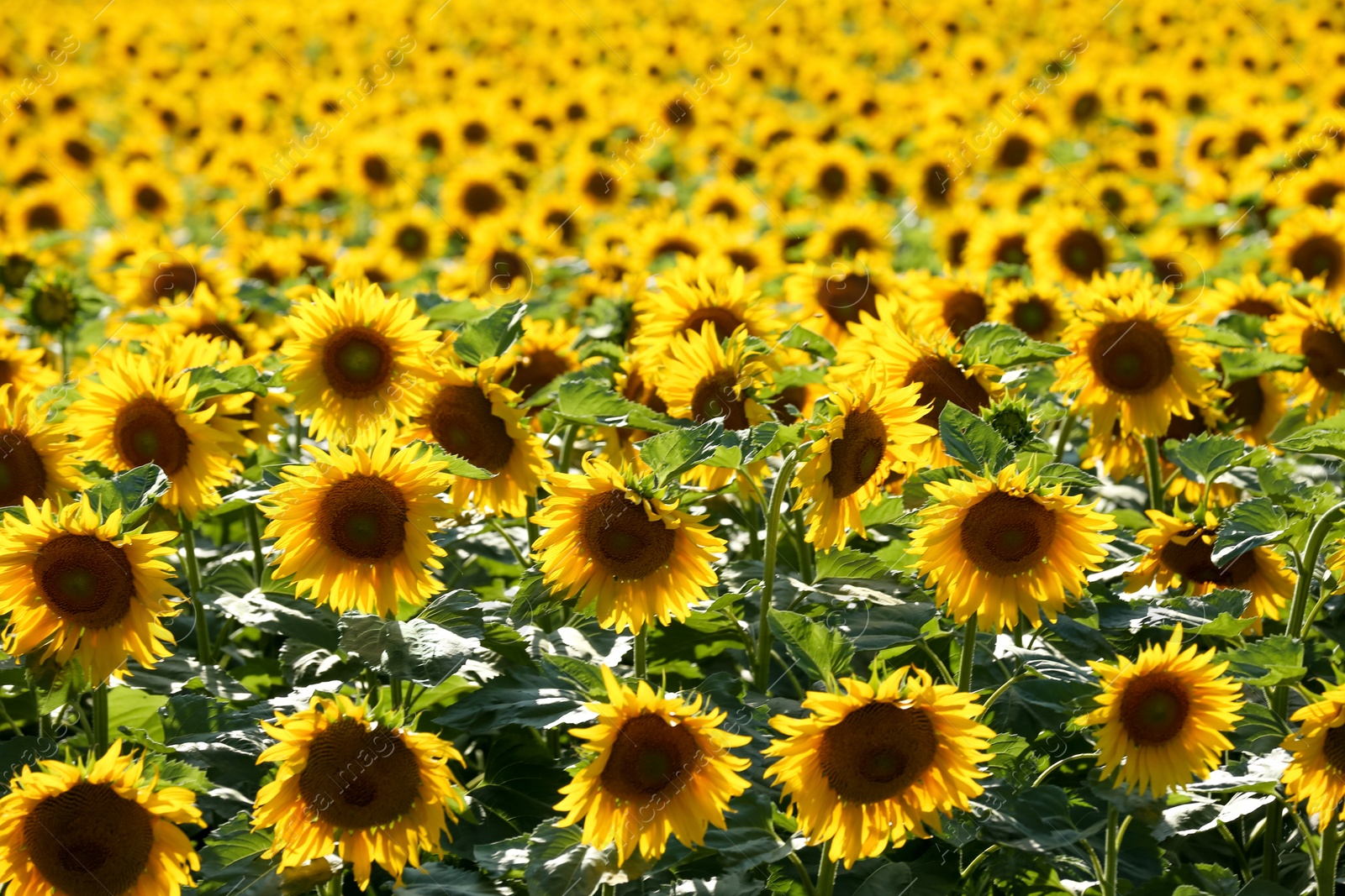 Photo of Many beautiful sunflowers in field on sunny day
