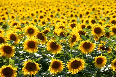 Photo of Many beautiful sunflowers in field on sunny day