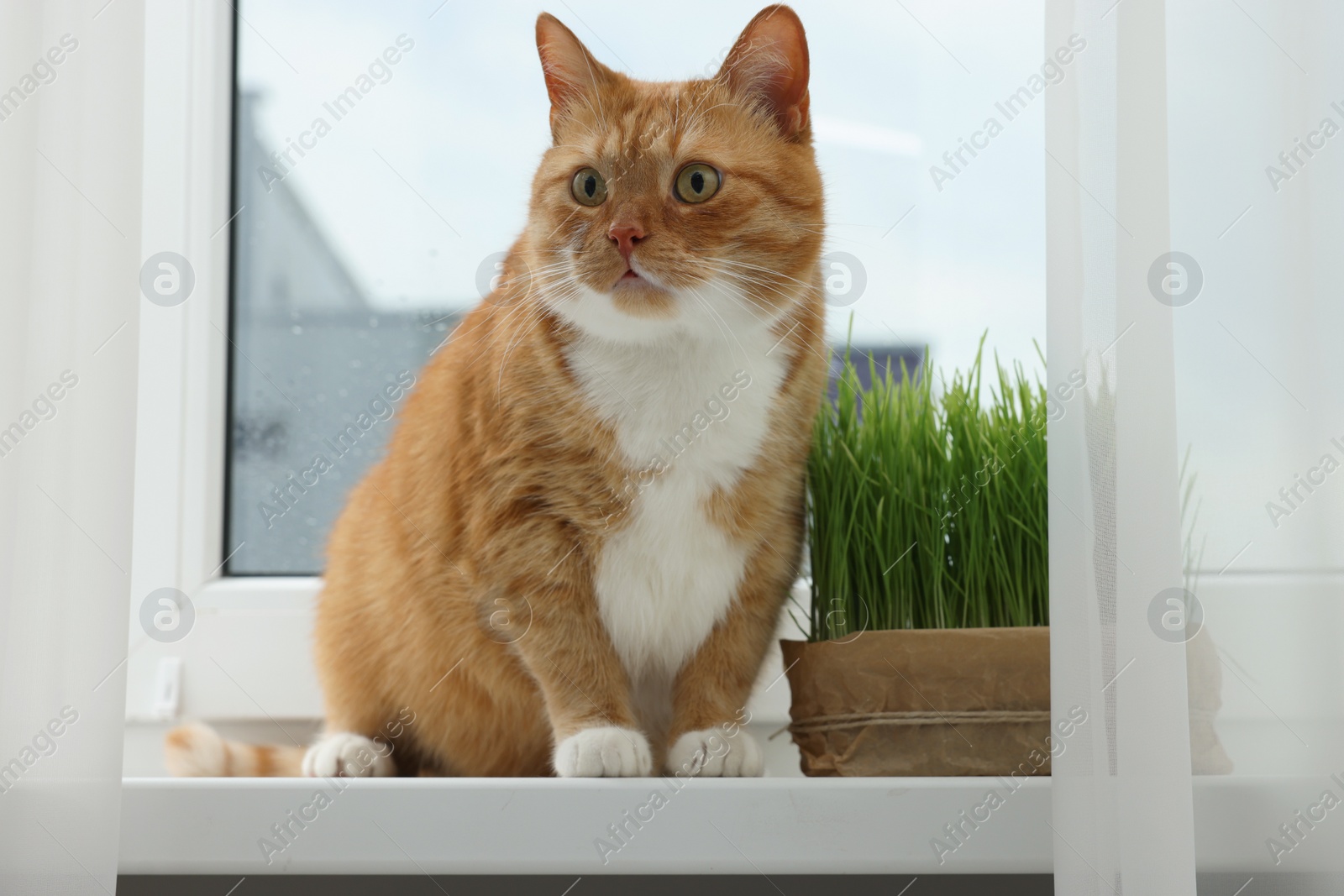 Photo of Cute ginger cat near green grass on windowsill indoors