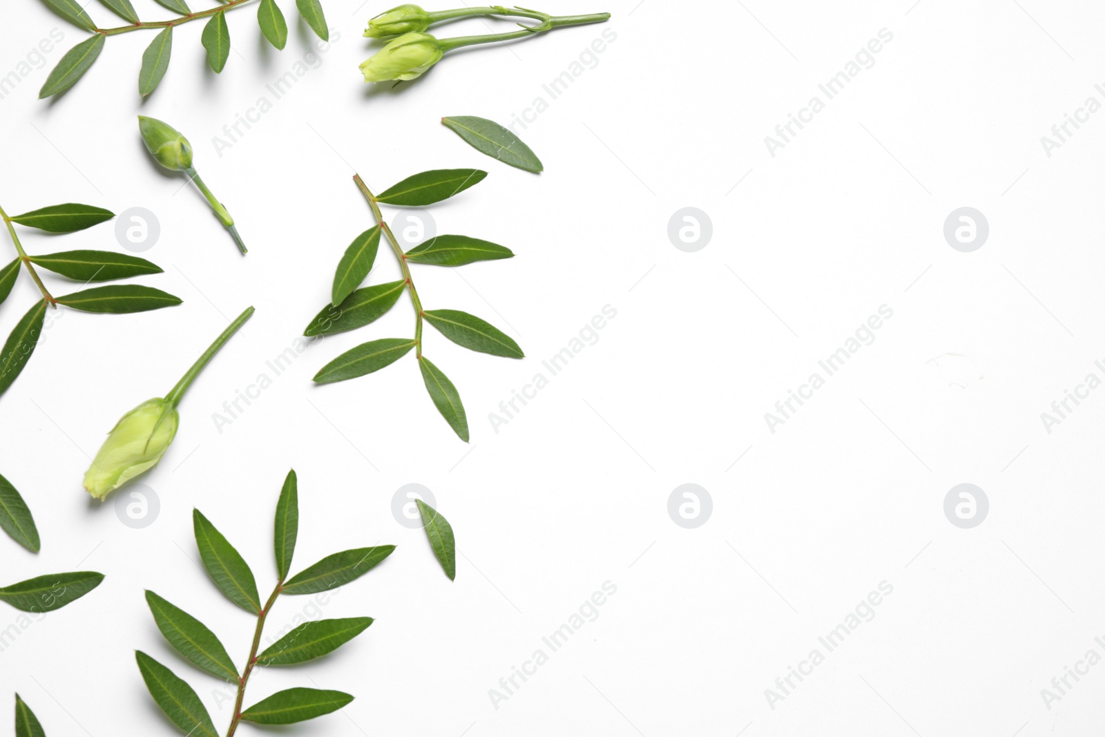 Photo of Layout with flower buds and green branches on white background, top view. Floral card design