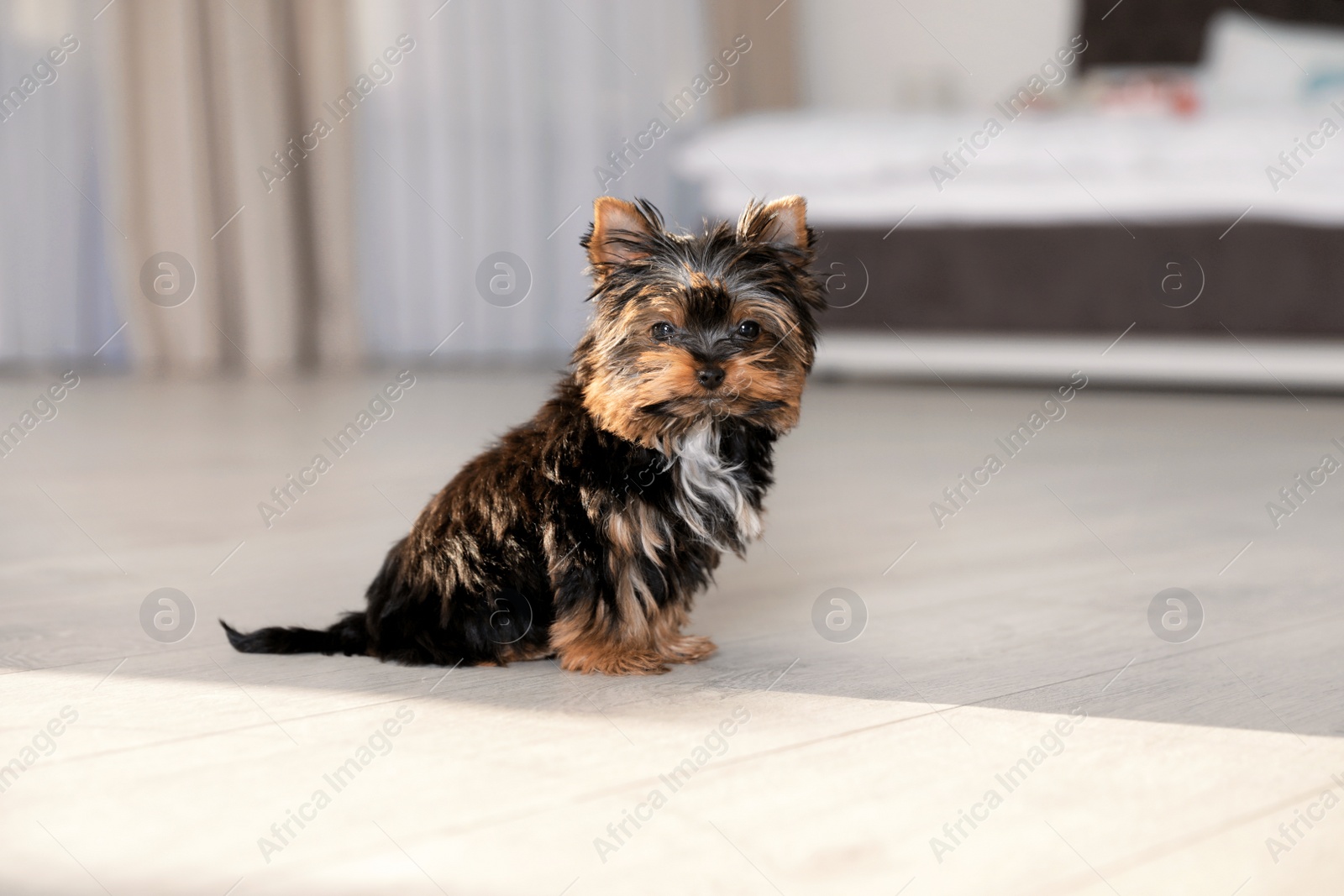 Photo of Cute Yorkshire terrier puppy on wooden floor indoors, space for text. Happy dog