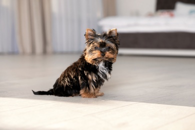 Photo of Cute Yorkshire terrier puppy on wooden floor indoors, space for text. Happy dog