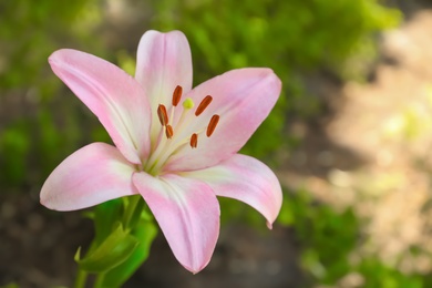 Photo of Beautiful blooming lily flower in garden, closeup