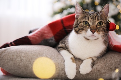 Cute cat with Christmas ball under plaid at home