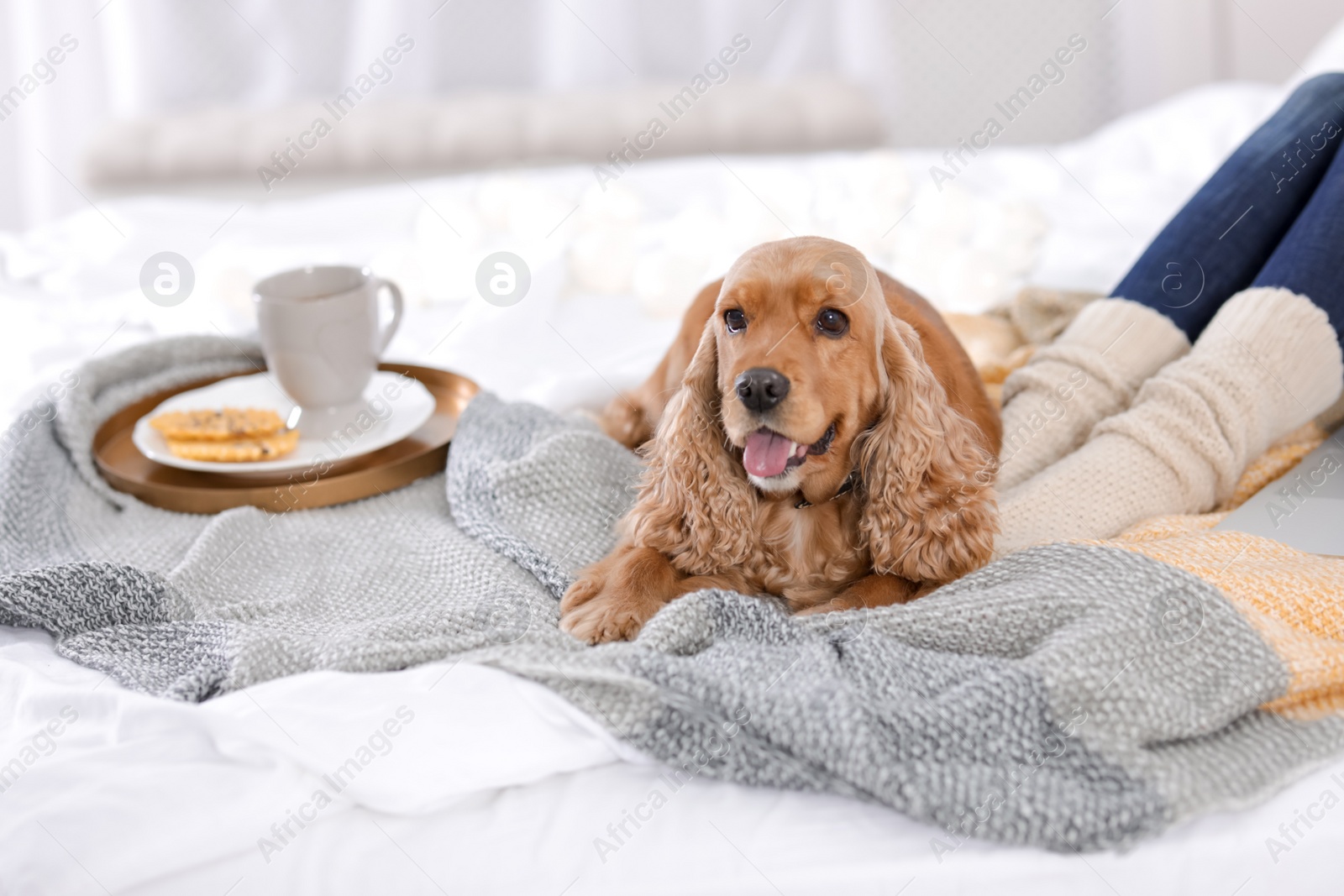 Photo of Cute Cocker Spaniel dog with warm blanket lying near owner on bed at home. Cozy winter